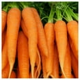 thumbnail image 3 of Everwilde Farms - 2000 Imperator 58 Carrot Seeds - Gold Vault Jumbo Bulk Seed Packet, 3 of 5