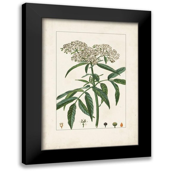Turpin 11x14 Black Modern Framed Museum Art Print Titled - Antique Turpin Botanical VII