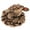 Bronze, variant on Feng Shui Toad Money lucky Fortune Chinese Frog Toad Home Office Decoration