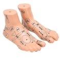 thumbnail image 3 of Modèle de Pied, Modèle de Pied d'Acupuncture 19cm / 7.5 Po Pieds pour Accessoire d'Enseignement, 3 of 8