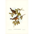 thumbnail image 2 of Gould, John 11x14 White Modern Wood Framed Museum Art Print Titled - Lunated Pachycephala-Pachycephala falcata, 2 of 4