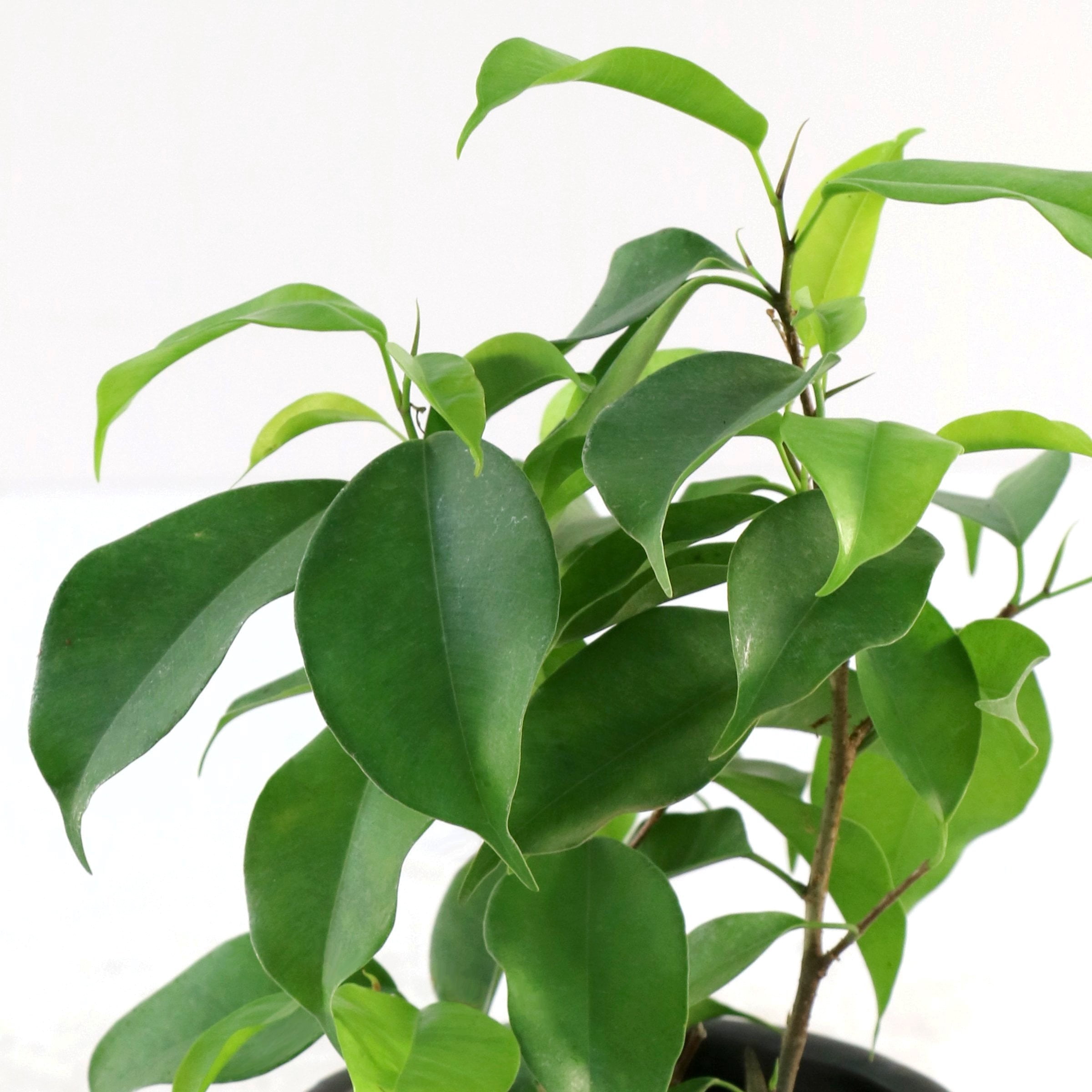 6 in. Ficus Spire Plant in Grower Container
