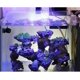 thumbnail image 2 of Pack of 2 Fish Tank Net Holder Acrylic AntiJump Screen Net Clamp Fixed Clip Aquarium Holder Clips Easy to Install, 2 of 5