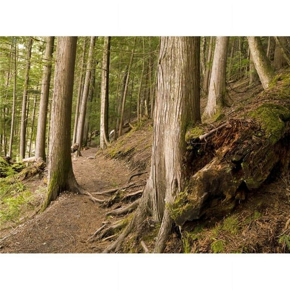 Forest Pathway  Whistler  British Columbia Poster Print
