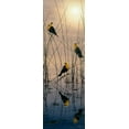 thumbnail image 2 of Tift, Jeff 13x32 Black Ornate Wood Framed with Double Matting Museum Art Print Titled - Morning Call - Yellow Headed Blackbirds, 2 of 4