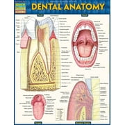VINCENT PEREZ Dental Anatomy (Other)