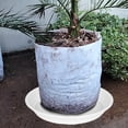 thumbnail image 6 of Plant Saucer Pot Tray 4 6 8 10 12 Inch, 6 Packs Plastic Flower Planter Saucers for Indoors Outdoors, Thick Heavy Sturdy Durable Plant Plate Water Catcher with Matte Non-Slip (12 Inch White), 6 of 7