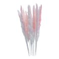 thumbnail image 4 of 15 piezas de hierba de la pampa seca, penachos de caña, ramo de flores, flores decorativas de Phragmites Rosa, 4 of 9