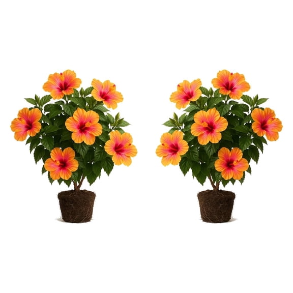 Hibiscus rosa-sinensis Snow Queen Live Plants - Set of 2 Starter Plants, Full Sun, USDA Zones 9-11, Ships Bare Root, No Pot