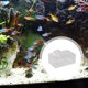 thumbnail image 4 of unbranded 1Ud Dispositivo Para Peces En Acuario Transparente Con Material Alto Rendimiento Y Fácil Uso, 4 of 7