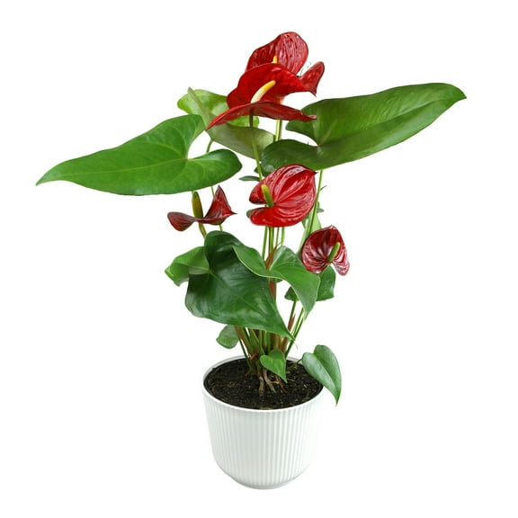 Red Anthurium Flamingo Flower Houseplant | 6in Decor Pot; Indirect Light | Element by Altman Plants