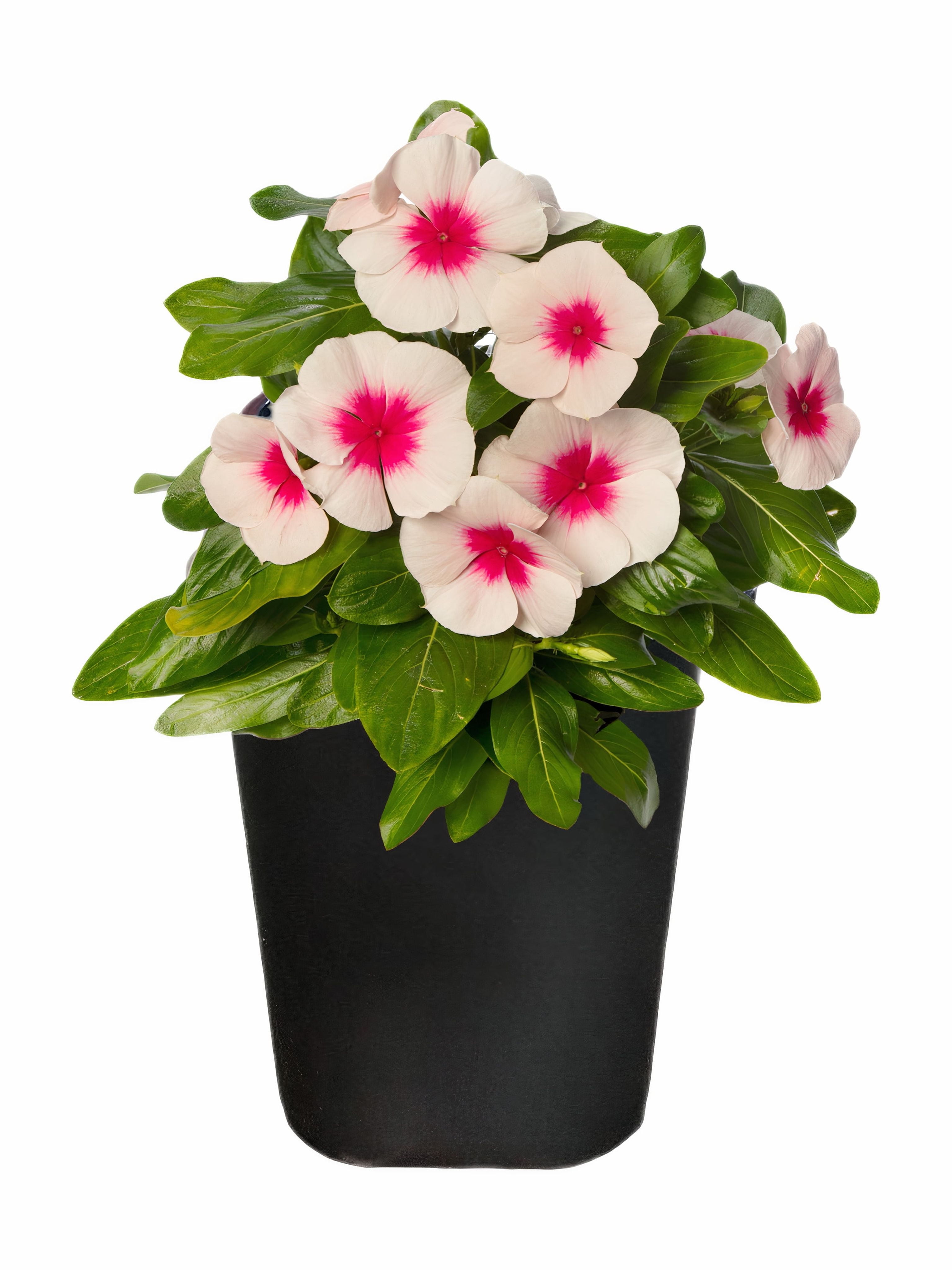 Expert Gardener 1Pt Vinca Live Plant Grower Pot Full Sun