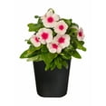 thumbnail image 4 of (5 pack) Expert Gardener 1Pt Vinca Live Plant Grower Pot Full Sun, 4 of 30