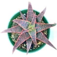 thumbnail image 3 of Ragnaroc 12" Red Aloe Christmas Carol in 4” Grower Pot, 3 of 4