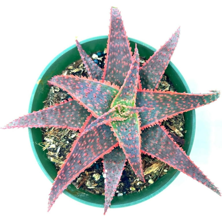 Ragnaroc 12" Red Aloe Christmas Carol in 4 Grower Pot