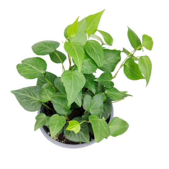 Ivy Hedera Plant (4" Grower Pot) - Best Air-purifying Trailing Houseplant for Home and Office Decoration
