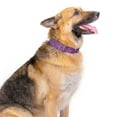 thumbnail image 3 of Country Brook Petz® Premium Purple Paisley Dog Collar and Leash, Large, 3 of 7