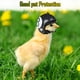 thumbnail image 4 of 2 piezas casco de pollo casco de seguridad para mascotas divertido loro casco pollo pájaro sombrero ropa para la cabeza, 4 of 5