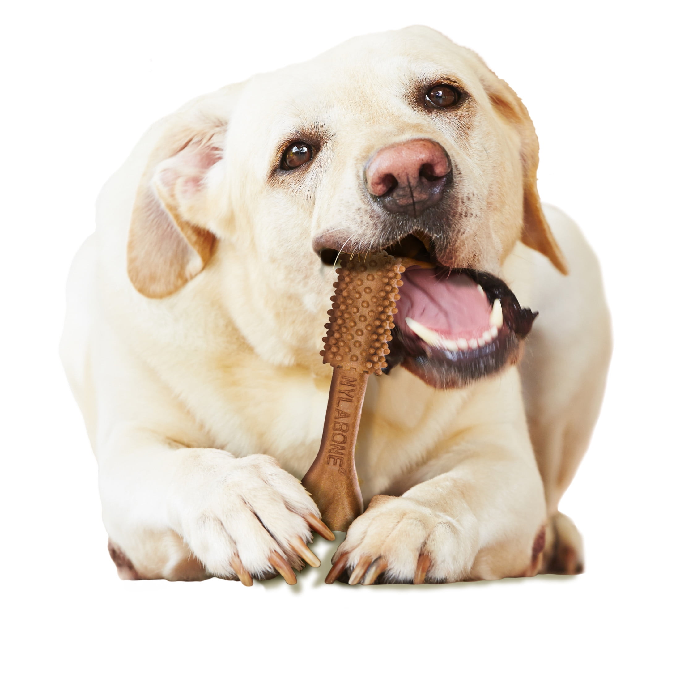 Nylabone Nutri Dent Natural Dental Chews for Dogs, Limited Ingredient Dog Treats, Teeth Cleaning Dental Sticks for Dogs, Filet Mignon Flavor, For Large Dogs (20 Count)