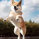 thumbnail image 4 of Dog leash for large dogs, durable, retractable, with color gradient, 150 cm/200 cm/250 cm rose, 4 of 5