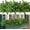 Green, variant on Artificial Eucalyptus Flowers, Fake Artificial Greenery UV Resistant No Fade Faux Plastic Plants for Wedding Bridle Bouquet Outdoor Home Garden Kitchen Office Table Vase(Red)