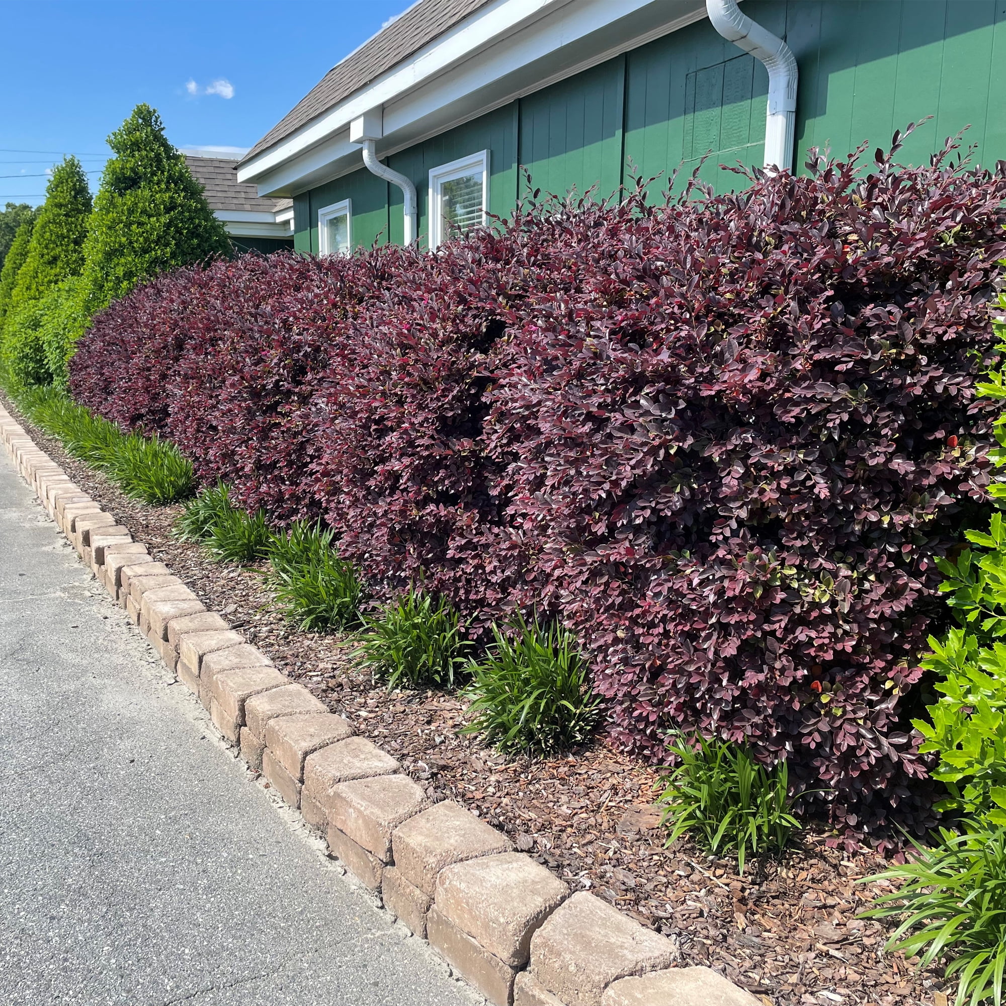 Southern Living Red Diamond Loropetalum Live Shrub in 2-Gallon Grower Pot