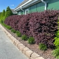 thumbnail image 4 of Southern Living Red Diamond Loropetalum Live Shrub in 2-Gallon Grower Pot, 4 of 9