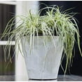 thumbnail image 4 of Root & Vessel Napa Round Planter, Gray, 6", 4 of 4