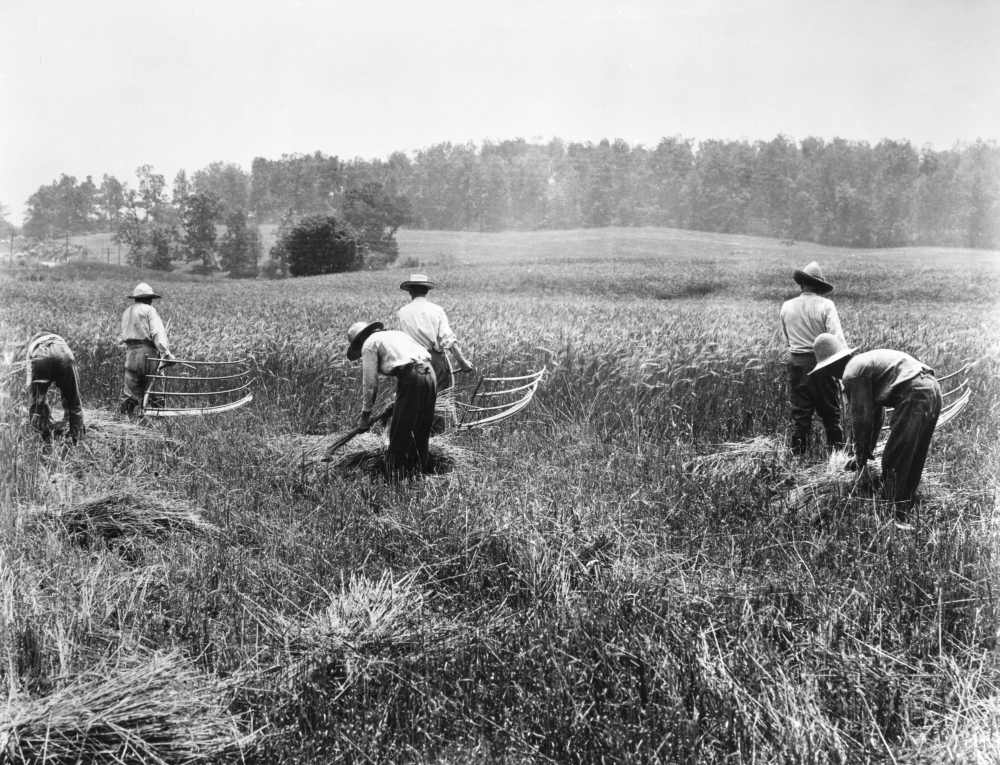 Farming Cradle. Namerican Farmers Harvesting Grain With Cradles While