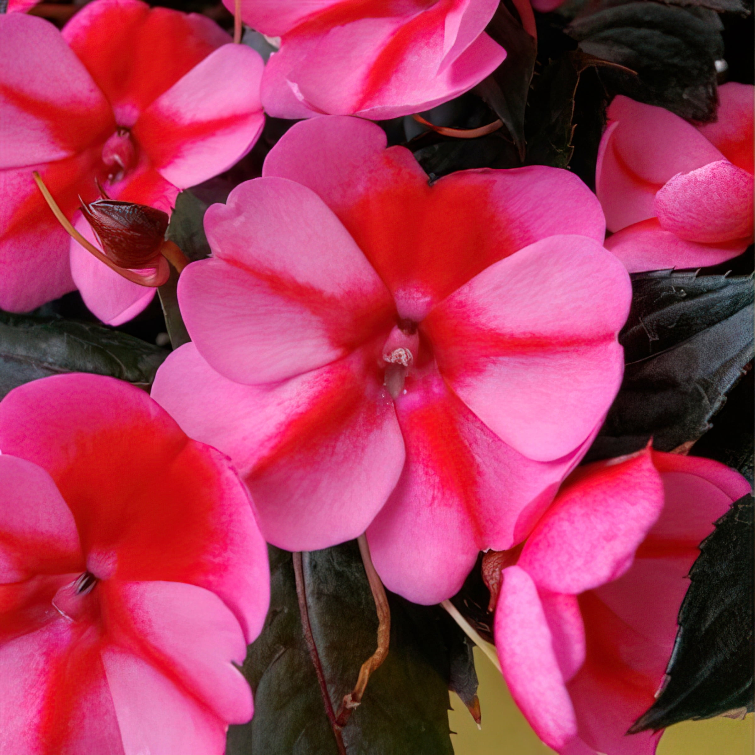 2.5 in. Impatiens Red Candy SunPatiens Live Annual Plant with Full Sunlight (3-Pack)