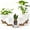 White&Brown, variant on FIASON 5 Pack Plastic 6/8/9/10/12 Inch White with Brown Self Watering Plant Pots,Include Watering Lip,Drainage Holes & Removable Saucer for Indoor Outdoor Use