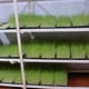 thumbnail image 4 of Plástico Para Plántulas, Iniciadores De Semillas, Bandejas De Cultivo, Fondo De Malla Para Microgreens, Bloques De Suelo, Hierba De Trigo 2 Uds. Bandeja Scienceny HA030735-00, 4 of 6