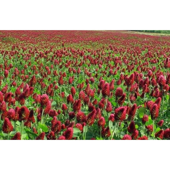 Clover CRIMSON 1000 Seeds - Mother Nature's Seeds - Wildflower Seeds - Flower Seeds for Planting - Non-GMO