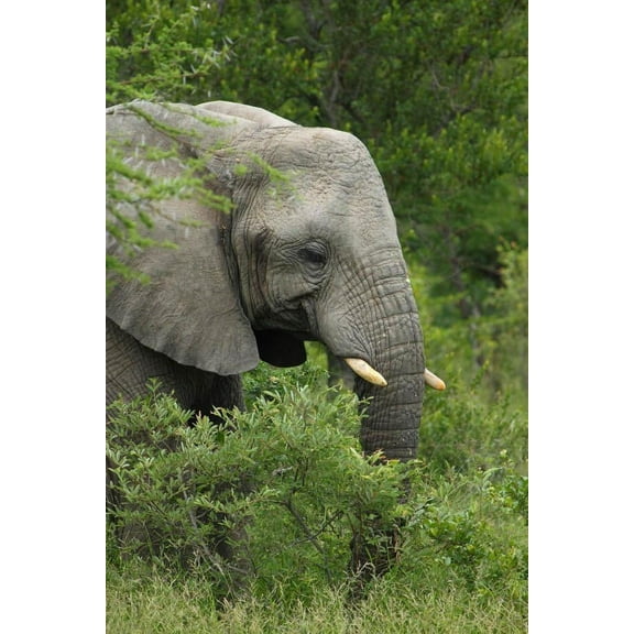 Boer Elephant Glossy Poster
