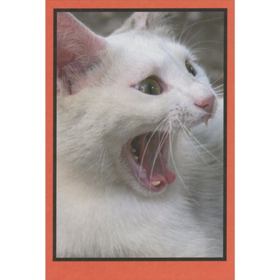 Recycled Paper Greetings Shocked White Cat: Candy Is All Gone Humorous / Funny Halloween Card