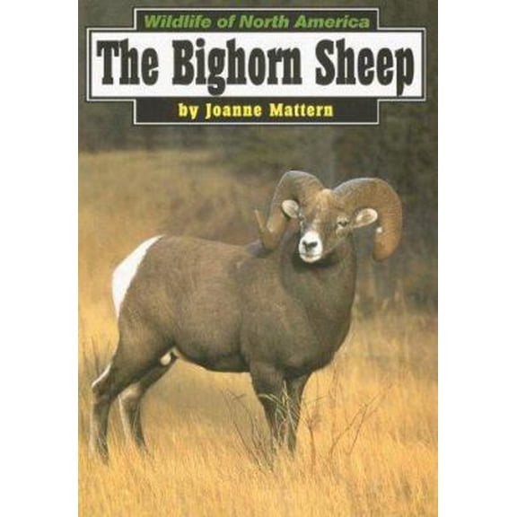 Pre-Owned Wildlife of North America: The Bighorn Sheep (Paperback)