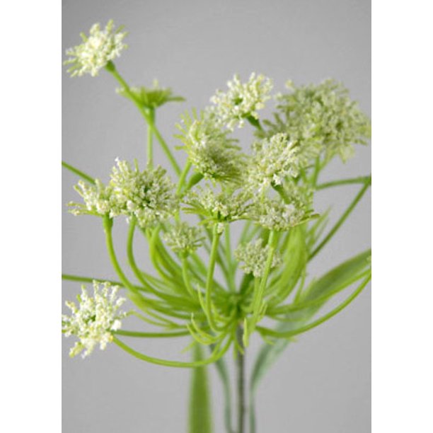 Queen annes lace seeds walmart ideas