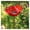 Red, variant on Metal Flower Garden Stakes Bird Bath Handmade Bee Bath & Pollinator Water Station, Weather-Resistant Outdoor Yard Art Decor Gift for Bird Lovers