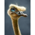 thumbnail image 2 of LaMontagne, Patrick 25x32 White Modern Wood Framed Museum Art Print Titled - Ostrich Totem, 2 of 4