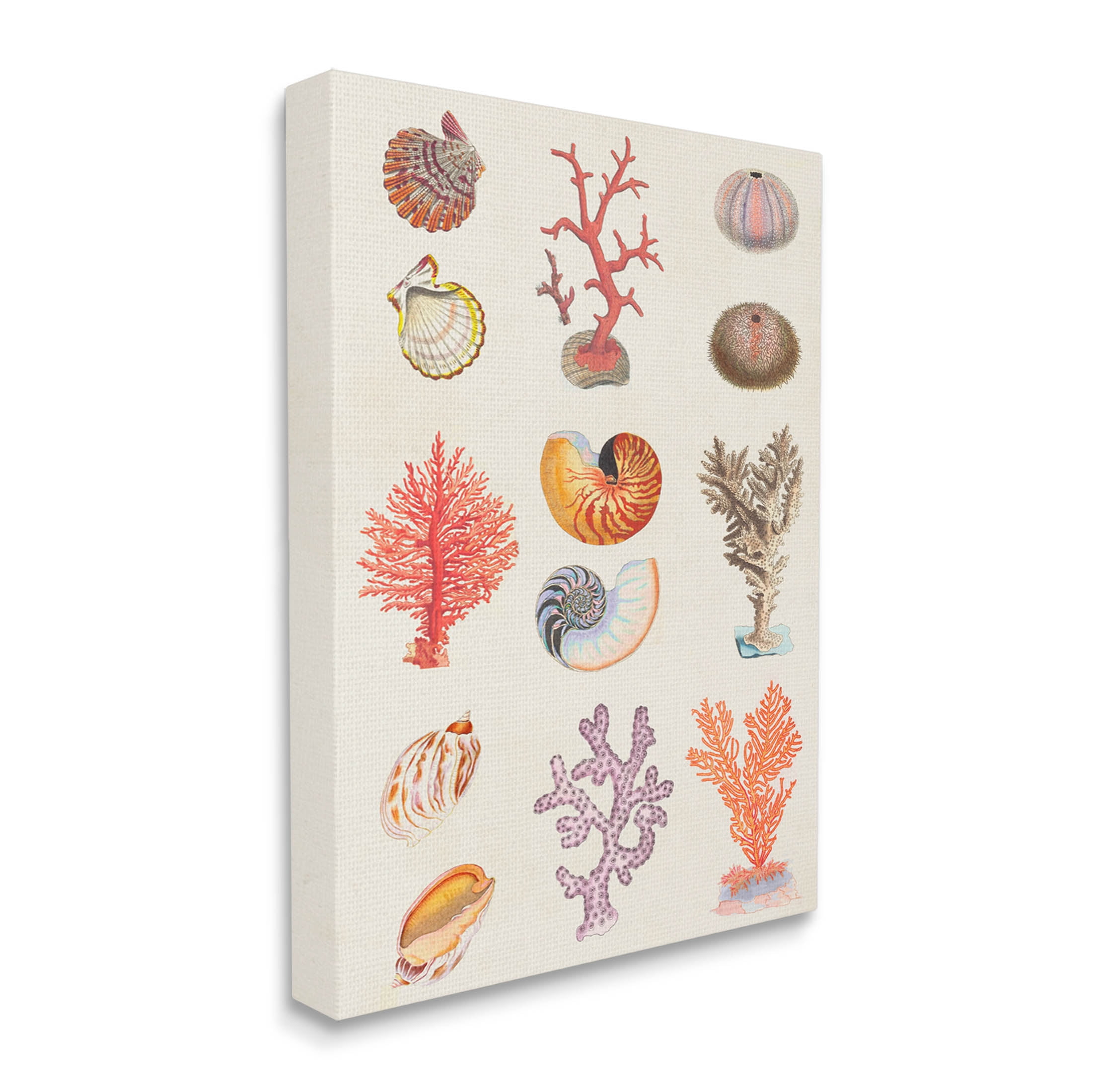 Stupell Industries Various Sea Life Nautical Latin Study Graphic Art Gallery Wrapped Canvas Print Wall Art, Design by Vision Studio
