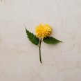 thumbnail image 1 of Little Dahlia - Peinture Diamant DIY, 1 of 6