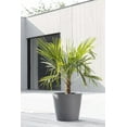 thumbnail image 4 of Ecopots Amsterdam Durable Modern Round Indoor/Outdoor Recycled Based Composite Flower Pot Planter, Grey, 16", 4 of 4
