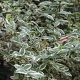 thumbnail image 4 of Ligustrum Sinense Variegated  3 Extra Large 3 Gallon Plants  Ligustrum sinense 'Variegata'  Stunning Foliage for Landscaping  Decorative Outdoor Shrub  Enhance Your Garden Aesthetics, 4 of 7