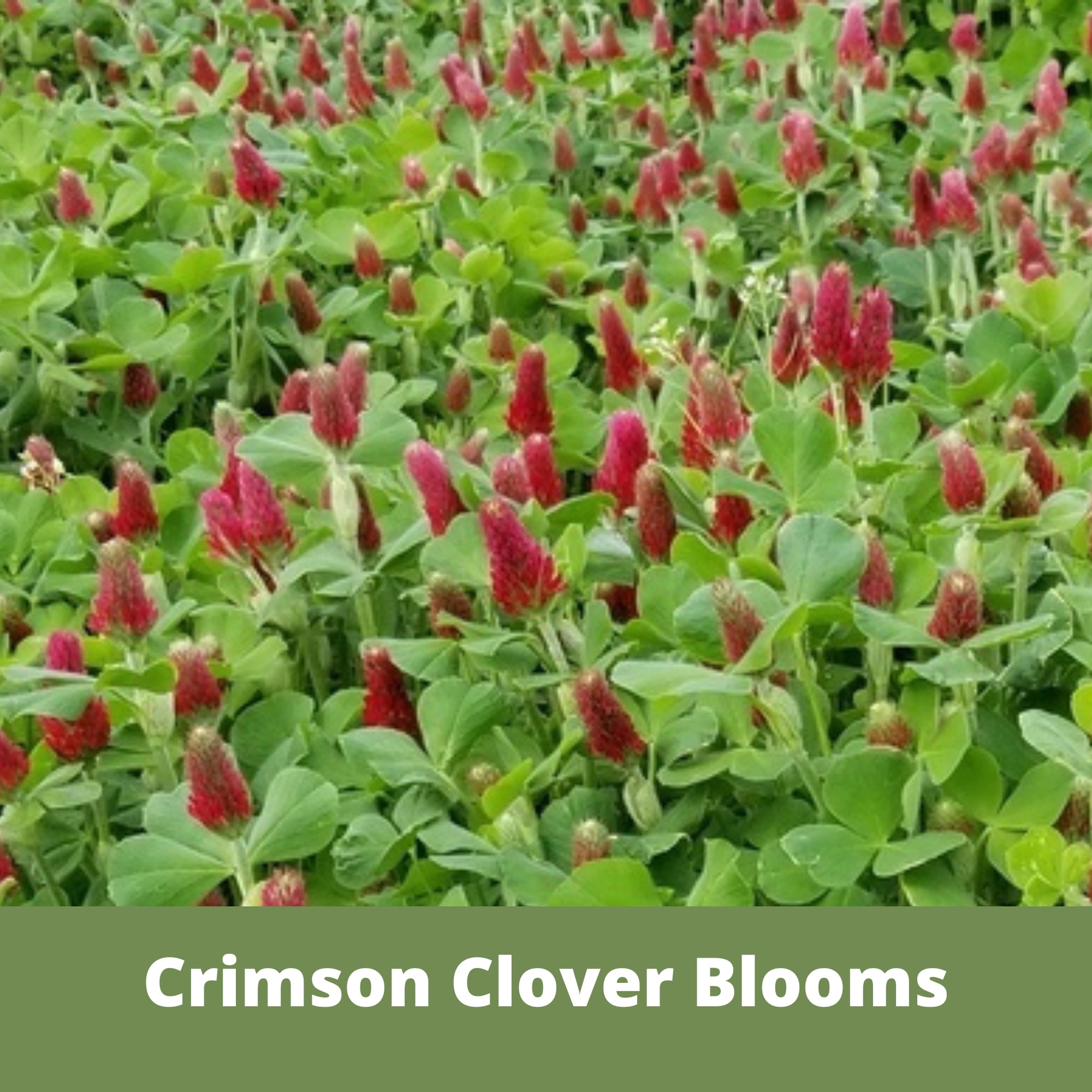 Flawn Seed Kits Tri-Color Crimson Red Medium Red Dutch White Clover Seed 1000 Sqft, Equal Mix in Kraft Pouch