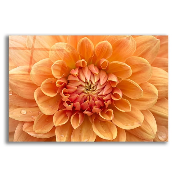 Epic Art 'Orange Dahlia' by Cora Niele, Acrylic Glass Wall Art, 16"x12"