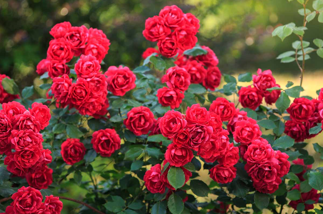 Christian Red Rose Plant Live, Fragrant Hybrid Tea Rose Flowers Well Rooted Plant for Planting Indoor Outdoor, 4 to 8 Inch Tall, Ship No Pot