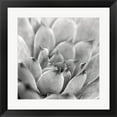 thumbnail image 1 of Great Art Now Garden Succulent I by Laura Marshall Framed Wall Art 20"W x 20"H, 1 of 3