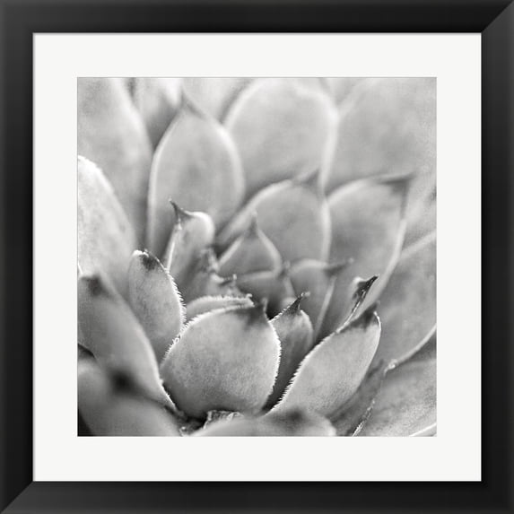 Great Art Now Garden Succulent I by Laura Marshall Framed Wall Art 20"W x 20"H