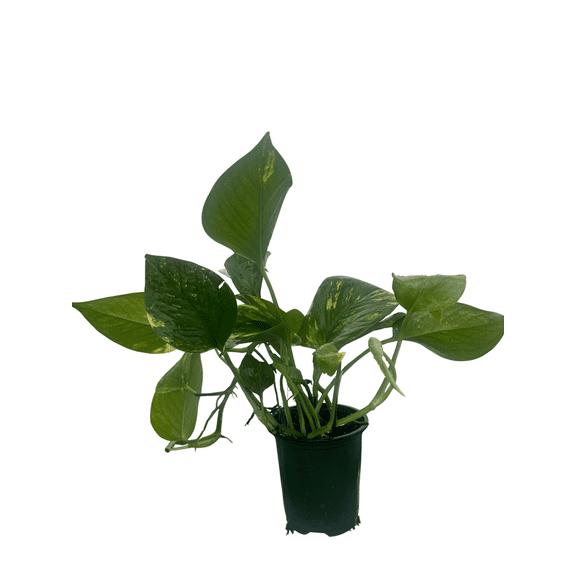 Golden Devil's Ivy - Pothos - Epipremnum - 4" Pot - Easy House Plant