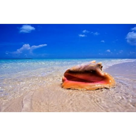 Conch at Waters Edge Pristine Beach on Out Island Bahamas Canvas Art - Greg Johnston  DanitaDelimont (35 x
